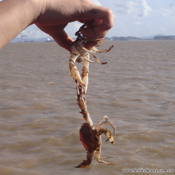 螃蟹.jpg